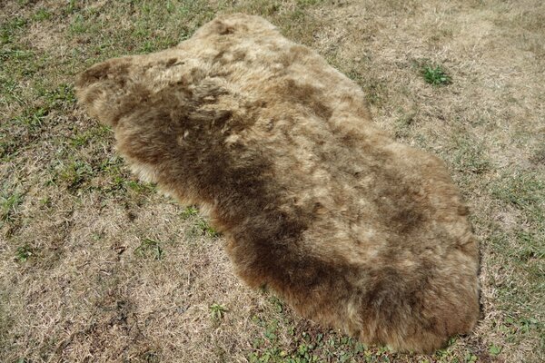 ARCTIC FUR Kožešinka z ovčí kůže střižená, koňaková