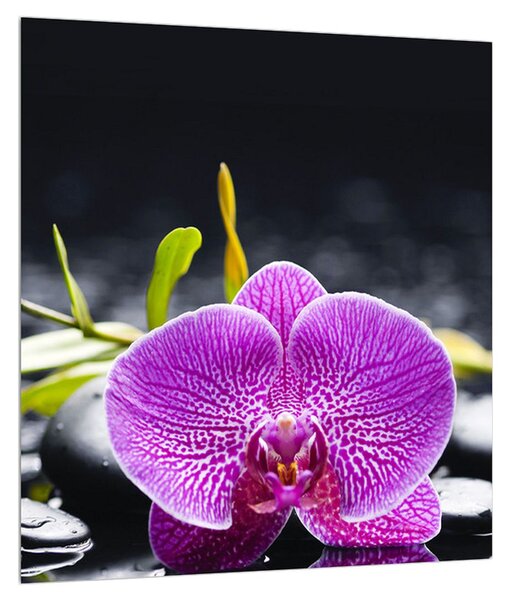 Obraz orchideje (30x30 cm)