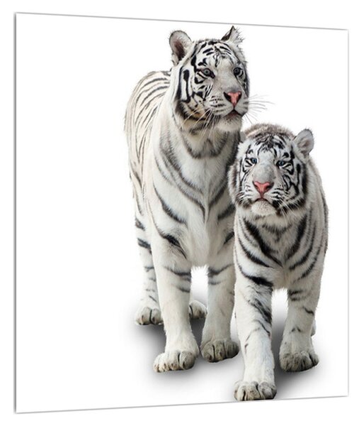 Obraz bílého tygra (30x30 cm)
