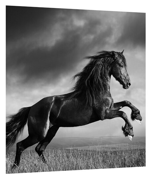 Černobílý obraz koně (30x30 cm)