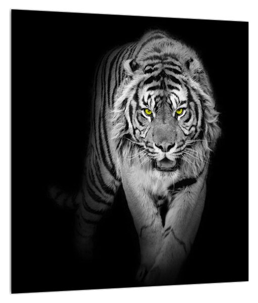 Černobílý obraz tygra (30x30 cm)