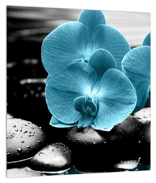 Obraz modrých květů orchideje (30x30 cm)