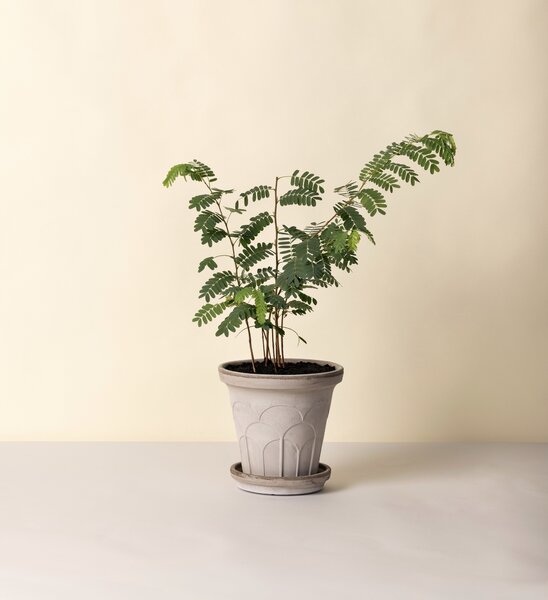 Bergs Potter Terakotový květináč Fleur Grey - 14 cm BP153