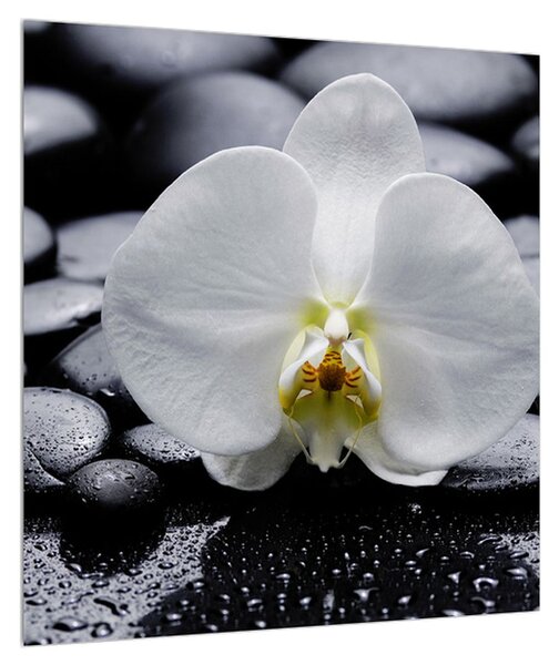 Obraz orchideje (40x40 cm)