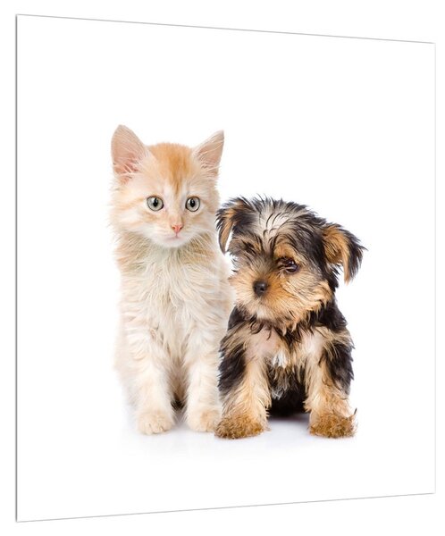 Obraz - kotě a štěně (40x40 cm)