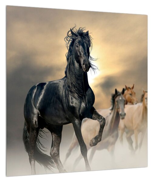 Obraz koně (40x40 cm)