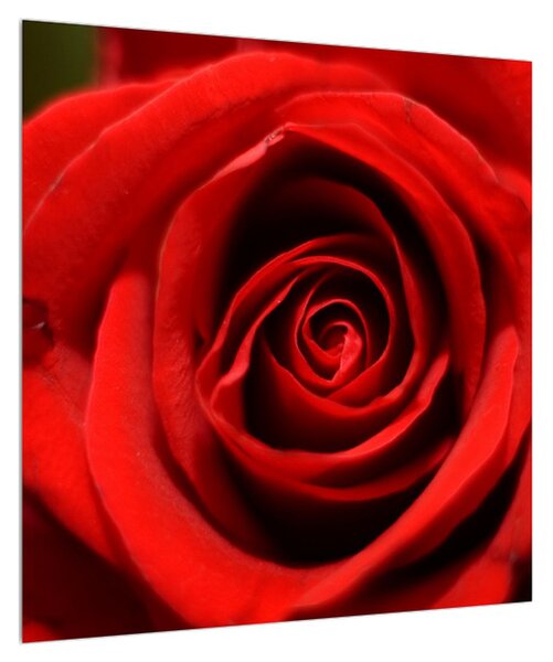 Detailní obraz květu růže (50x50 cm)