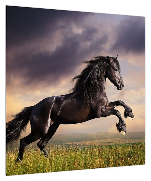 Obraz koní (50x50 cm)
