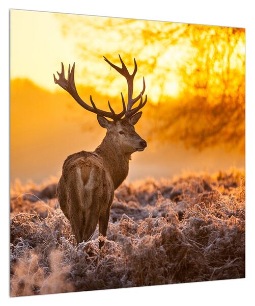 Obraz jelena (50x50 cm)