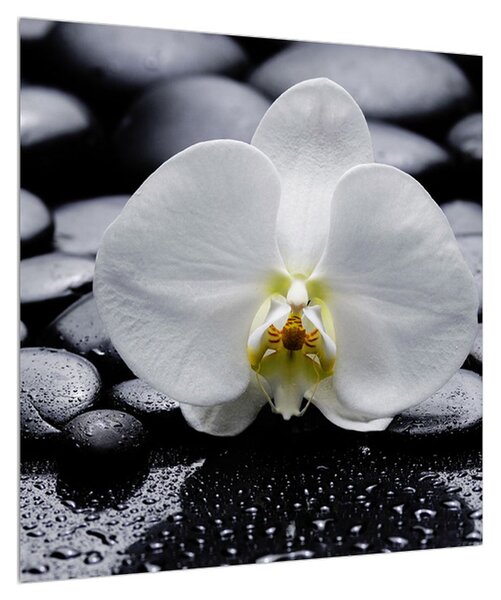 Obraz orchideje (50x50 cm)