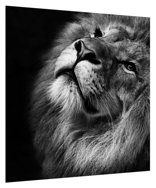 Černobílý obraz lva (50x50 cm)