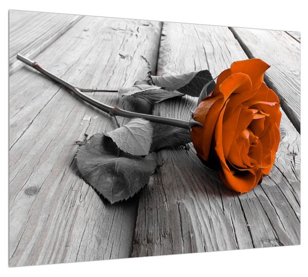 Obraz oranžové růže (70x50 cm)