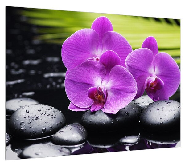 Obraz orchidejí (70x50 cm)