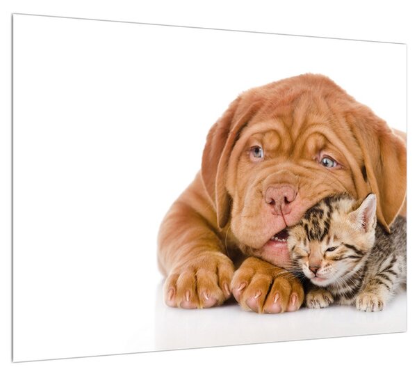 Obraz psa s kotětem (70x50 cm)
