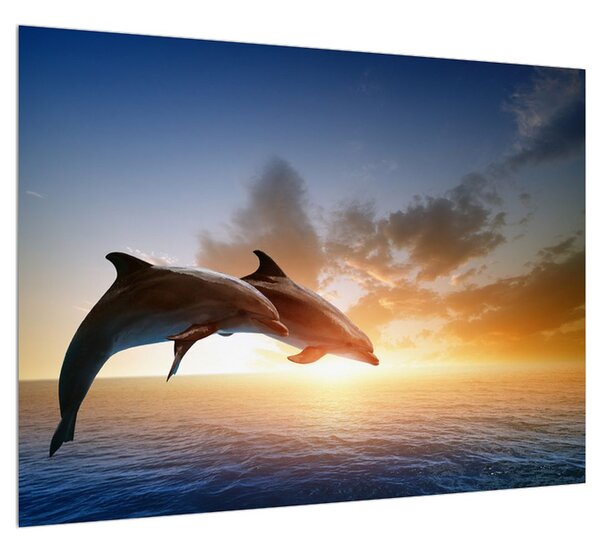 Obraz delfínů (70x50 cm)