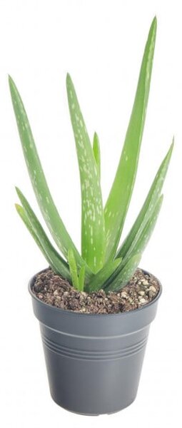 Aloe pravá, Aloe Vera, průměr květináče 10,5 cm