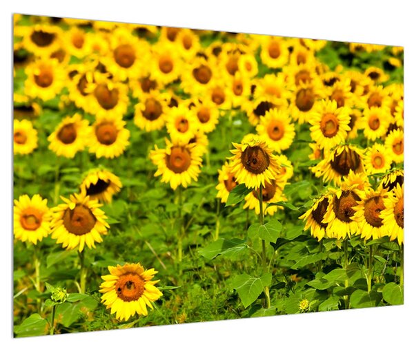 Obraz slunečnicového pole (90x60 cm)