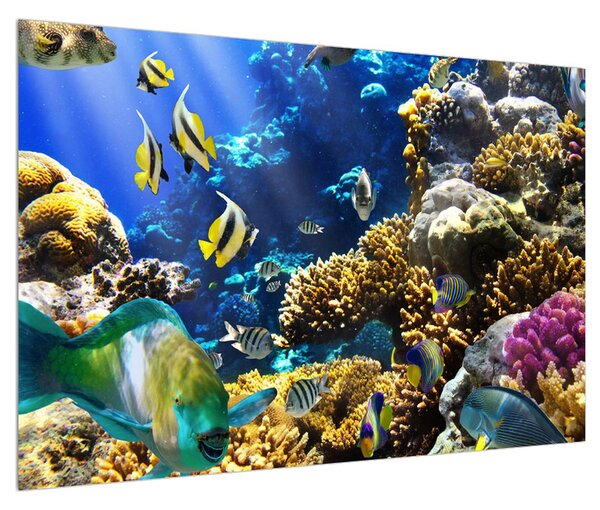 Obraz podmořského světa (90x60 cm)