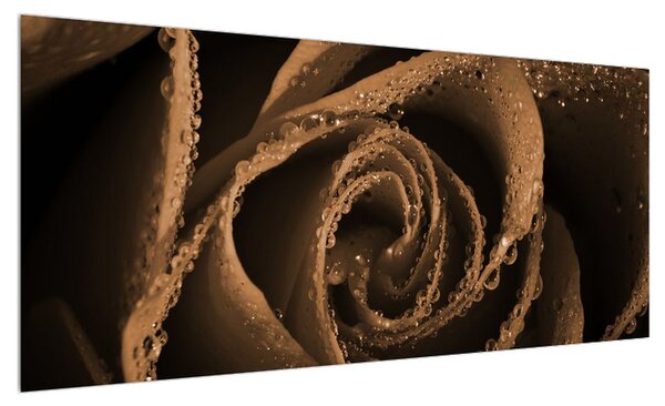 Obraz růže s kapkami (100x40 cm)