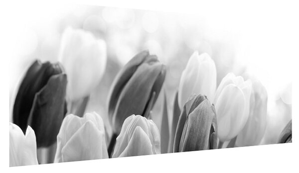 Černobílý obraz pučících tulipánů (100x40 cm)