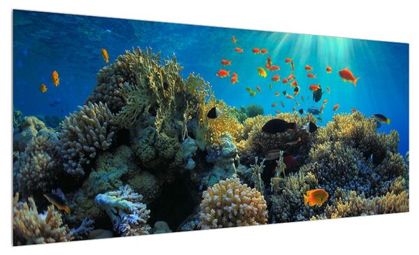 Obraz podmořského světa (100x40 cm)