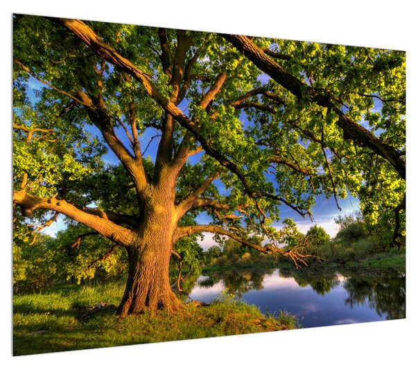 Obraz stromu u jezera (100x70 cm)