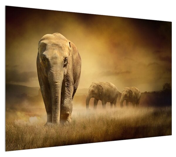 Obraz slona (100x70 cm)