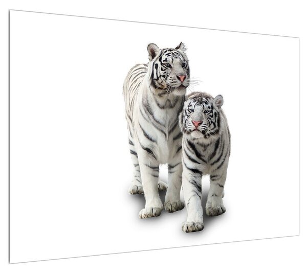Obraz bílého tygra (100x70 cm)