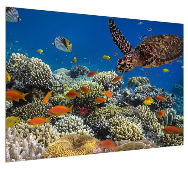 Obraz podmořského světa (100x70 cm)