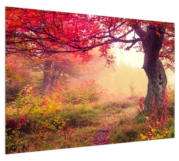 Obraz podzimní lesní krajiny (100x70 cm)