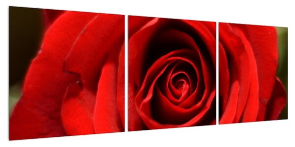 Detailní obraz květu růže (120x40 cm)