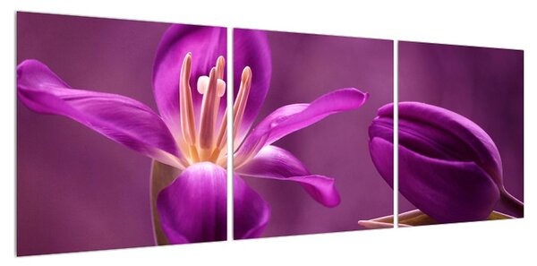 Obraz fialového květu (120x40 cm)