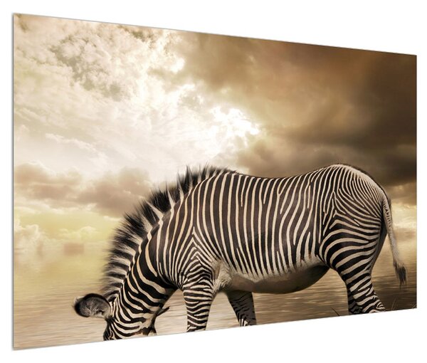 Obraz zebry (120x80 cm)