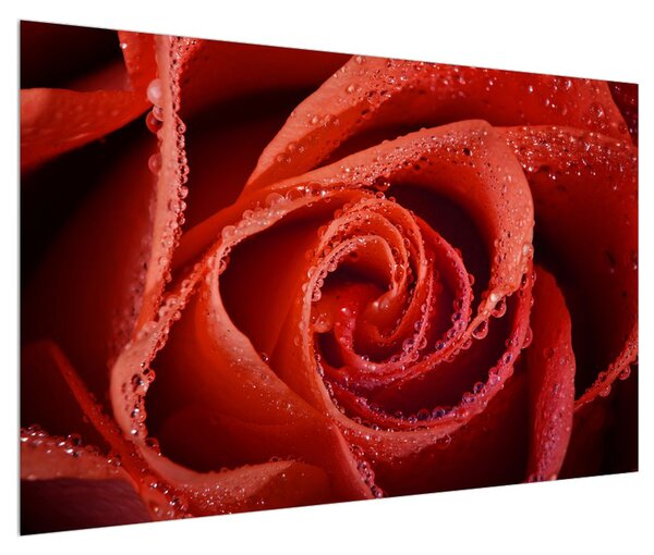 Obraz červené růže (120x80 cm)