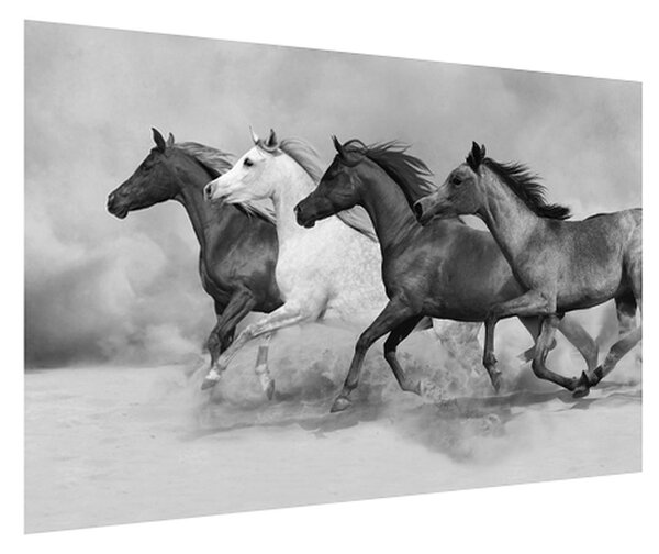 Černobílý obraz koní (120x80 cm)