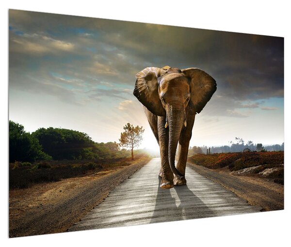 Obraz slona (120x80 cm)