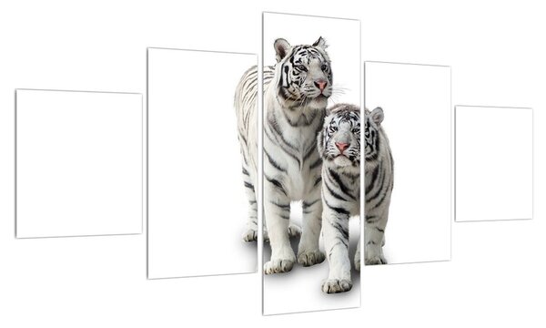Obraz bílého tygra (125x70 cm)