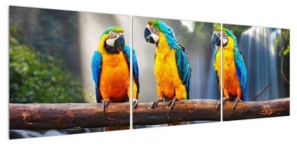 Obraz papoušků (150x50 cm)