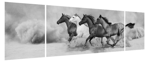 Černobílý obraz koní (170x50 cm)