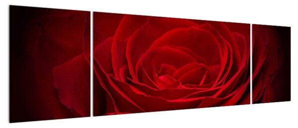 Obraz červené růže (170x50 cm)