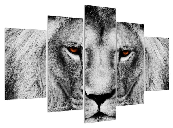 Černobílý obraz lva (150x105 cm)