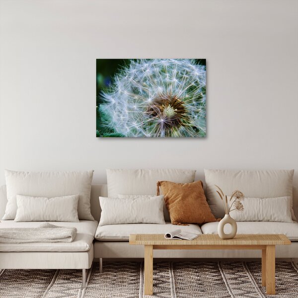 Obraz odkvetlé pampelišky (70x50 cm)
