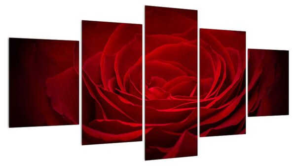 Obraz červené růže (150x80 cm)