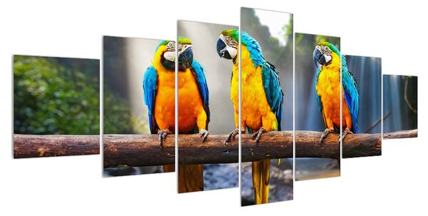 Obraz papoušků (210x100 cm)
