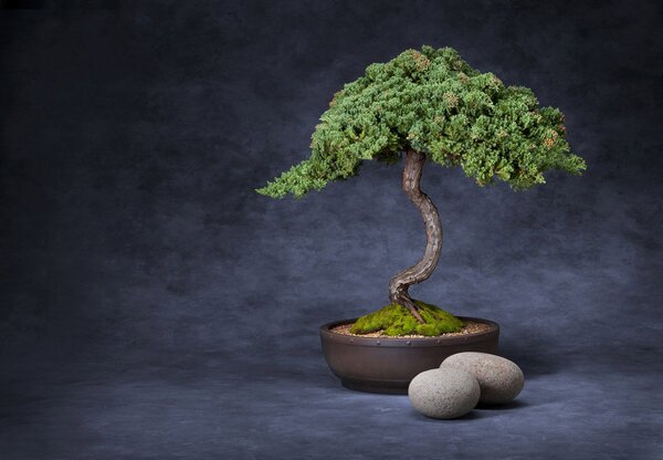 Fototapeta - Bonsai (245x170 cm)