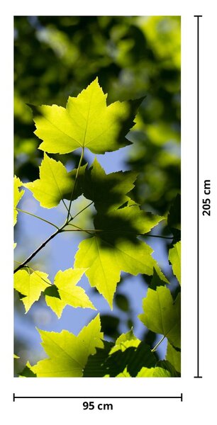 Fototapeta na dveře - Javorové listy (95x205cm)