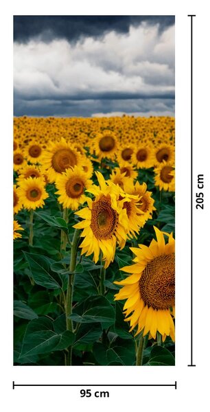 Fototapeta na dveře - Slunečnicové pole (95x205cm)