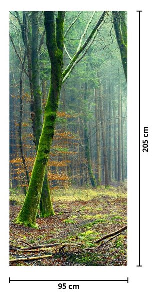 Fototapeta na dveře - Les (95x205cm)