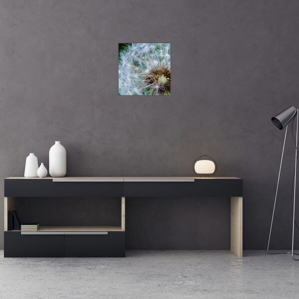 Obraz odkvetlé pampelišky (30x30 cm)