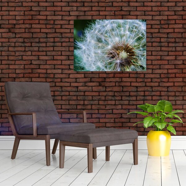 Obraz odkvetlé pampelišky (70x50 cm)